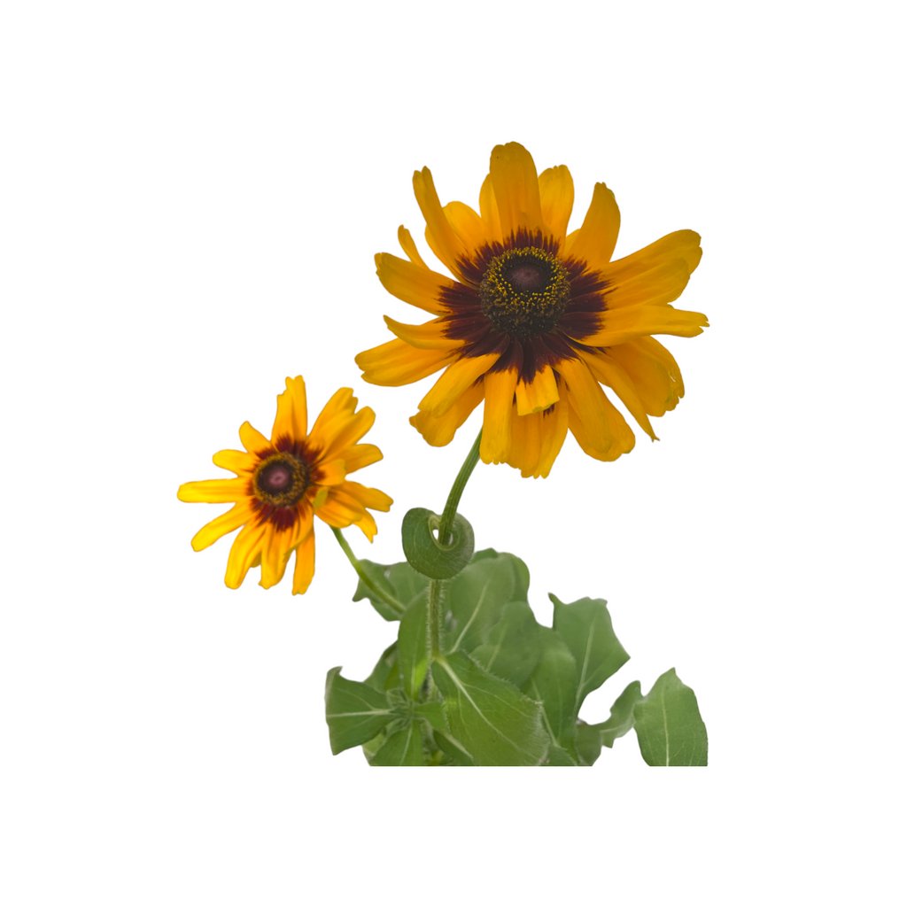 Ratibida pinnata, Yellow Cone Flower (0.6m)