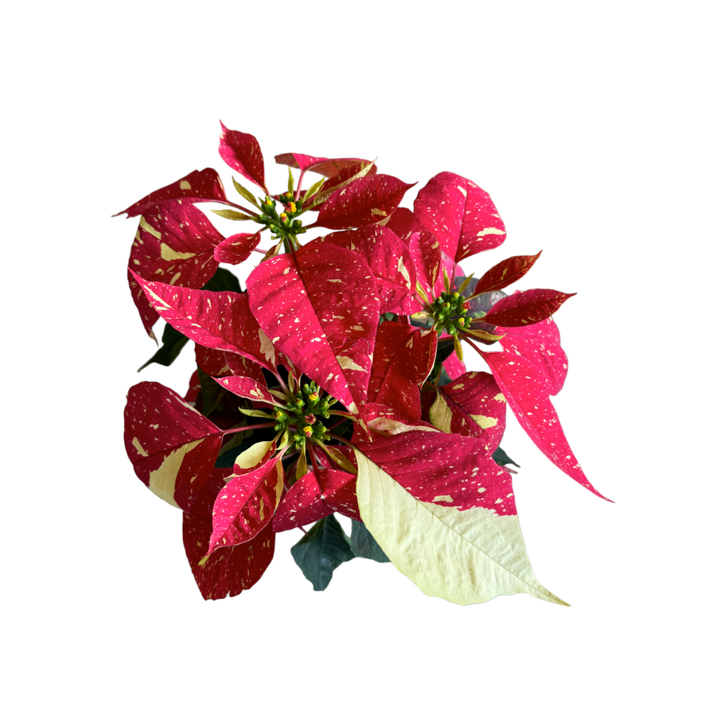 Poinsettia Jingle Bell (0.40m)