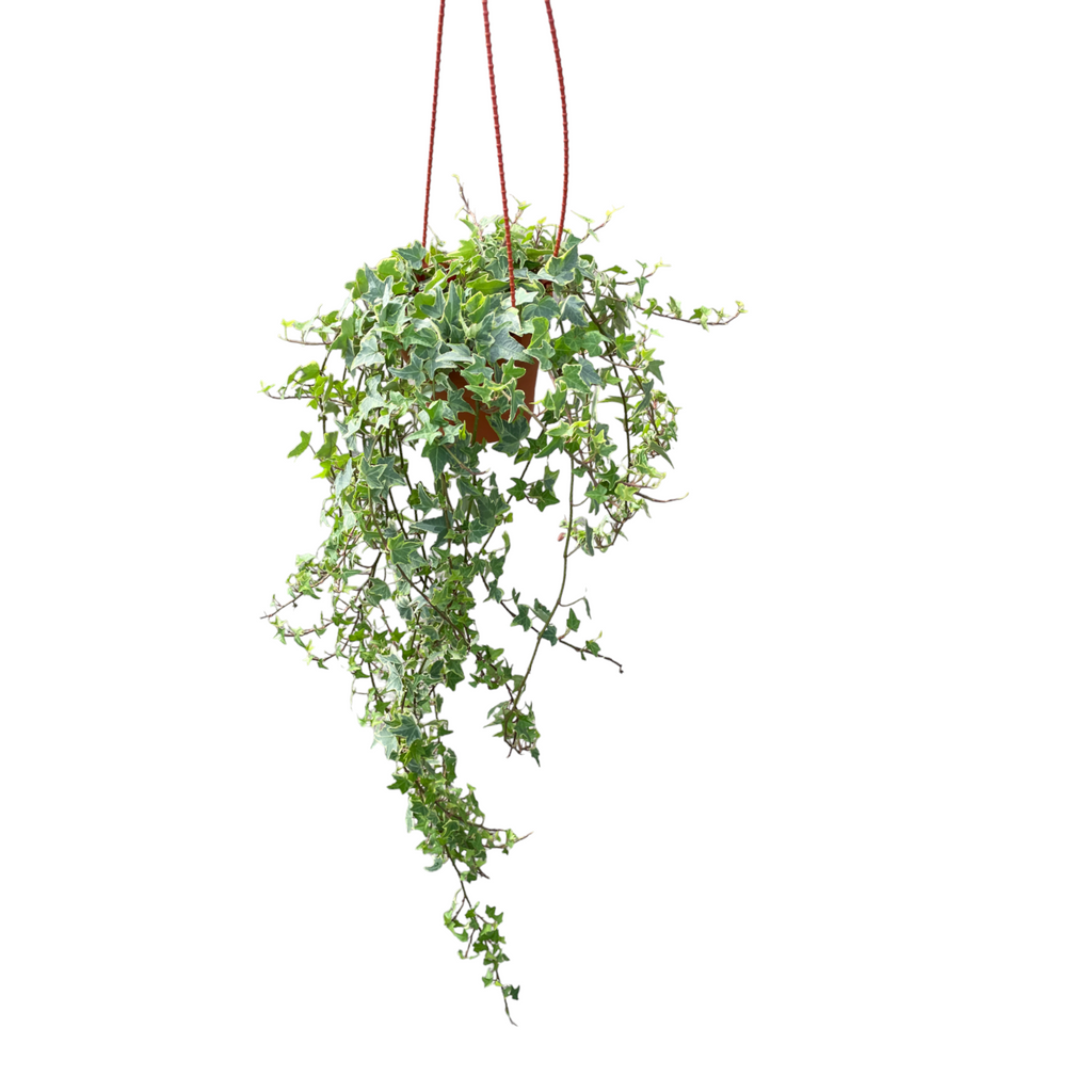 Hedera helix, English Ivy (hanging) (0.35m)