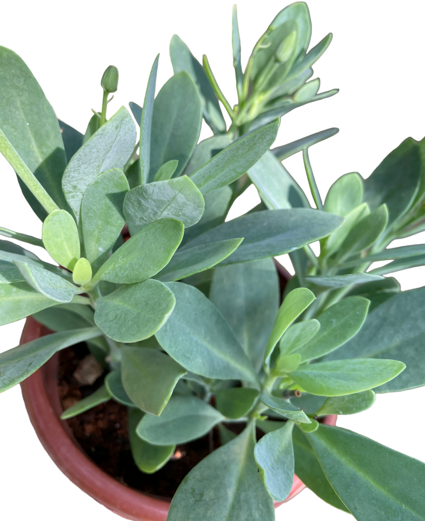 Senecio ampliflorus G.D. Rowley (0.4m)