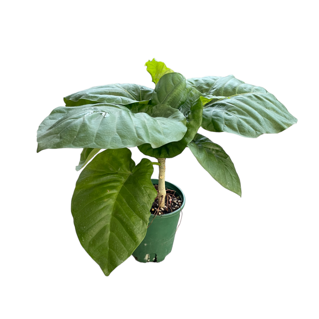 Ficus Umbellata, Umbrella Tree Fig (0.55m)