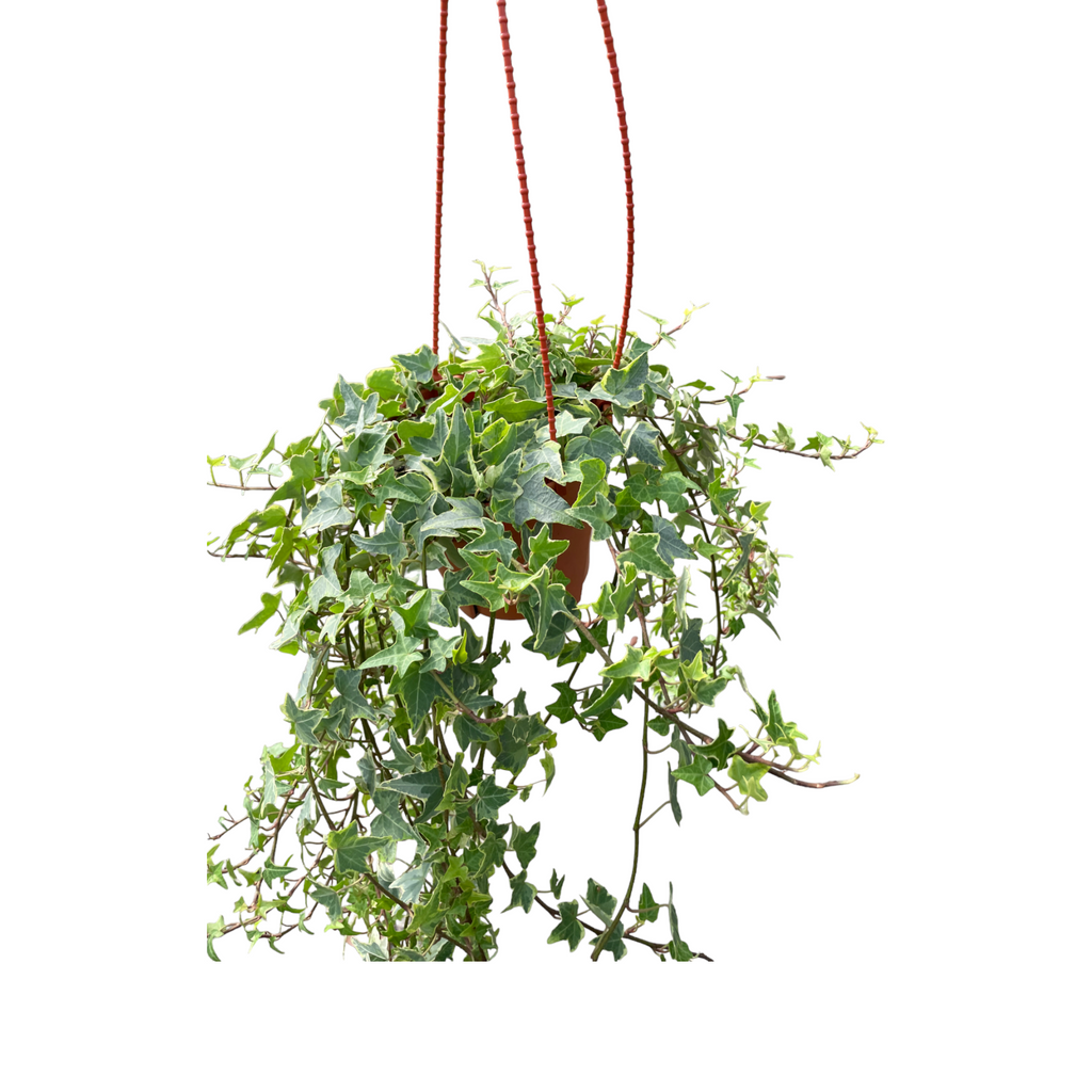 Hedera helix, English Ivy (hanging) (0.35m)