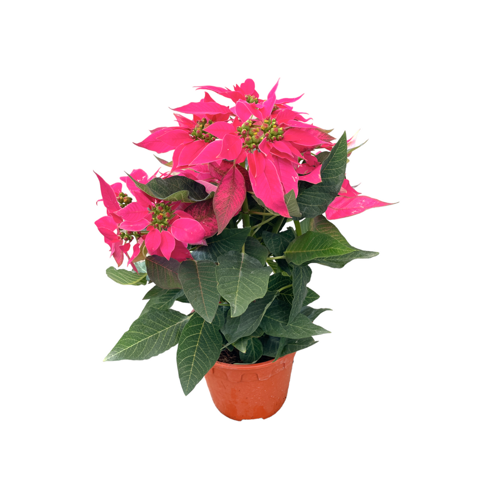 Euphorbia pulcherrima 'Hot Pink', Cameron.H Hot Pink Poinsettia (0.30m)