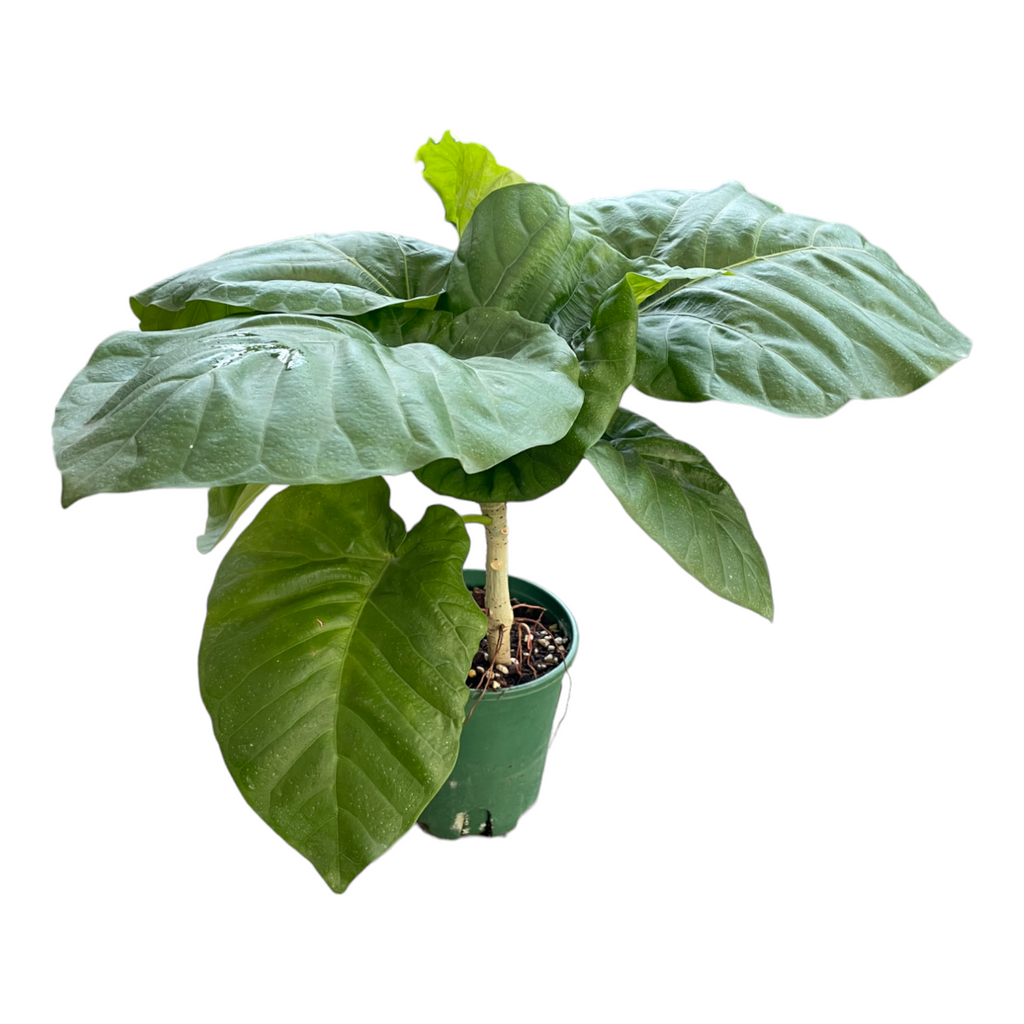 Ficus Umbellata, Umbrella Tree Fig (0.55m)