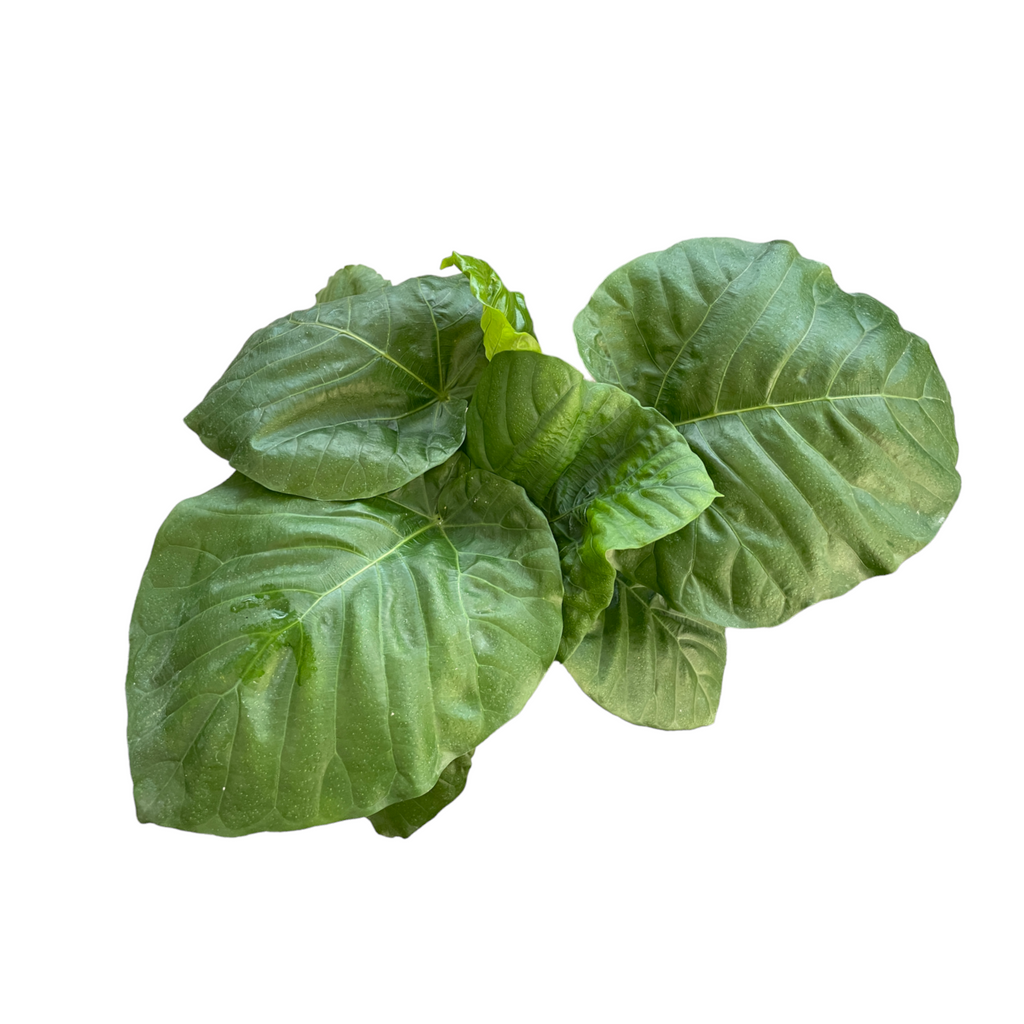 Ficus Umbellata, Umbrella Tree Fig (0.55m)