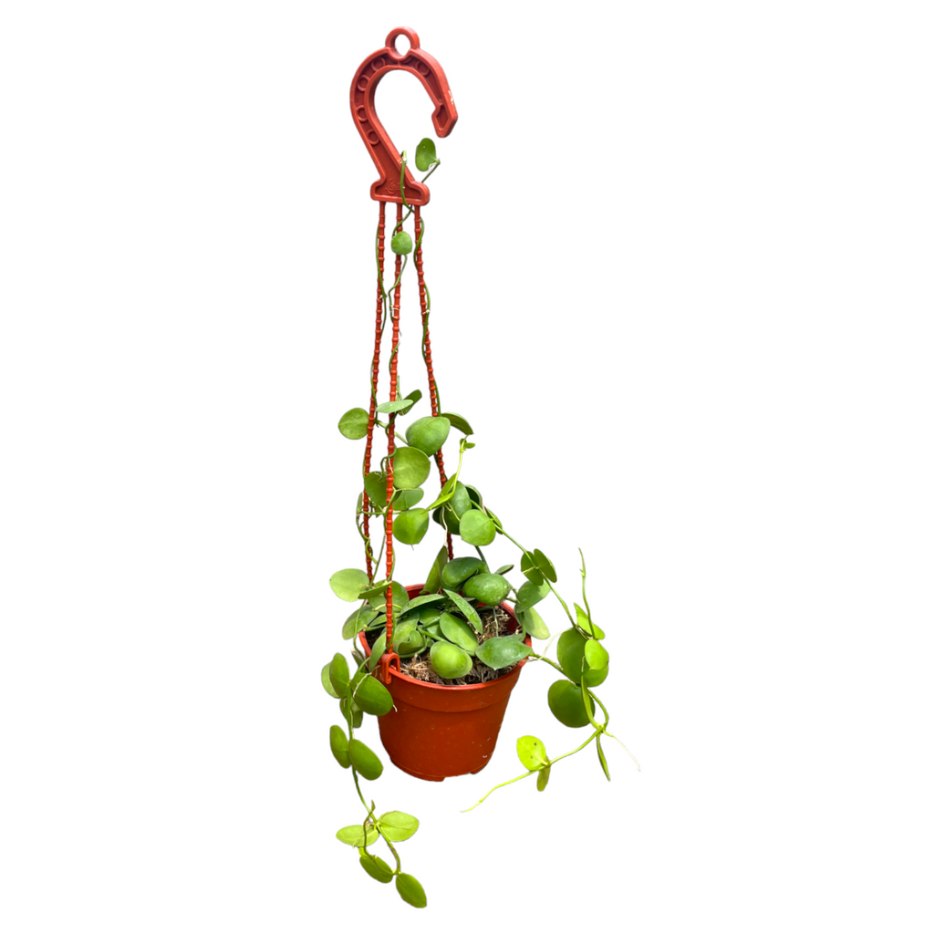 Dischidia pectinoides, Ant Plant (Hanging) (0.30m)