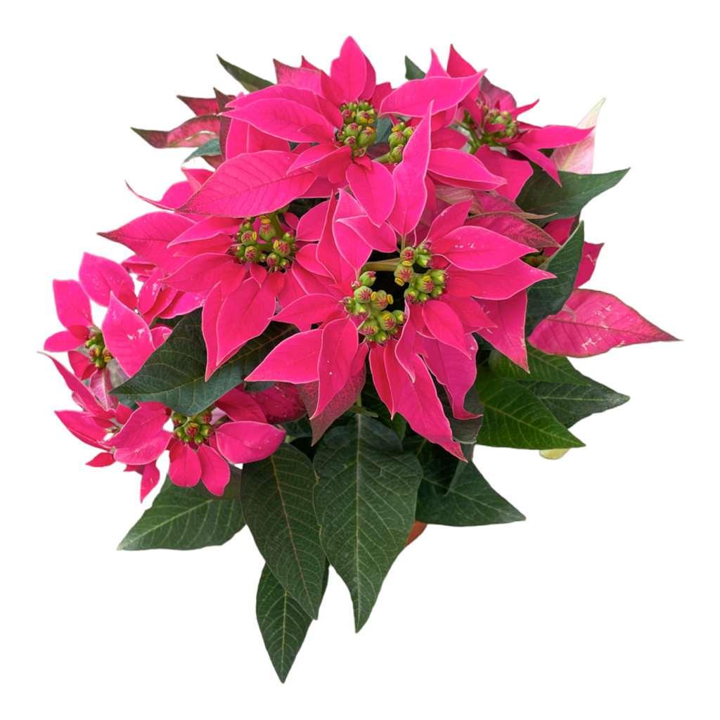 Euphorbia pulcherrima 'Hot Pink', Cameron.H Hot Pink Poinsettia (0.30m)