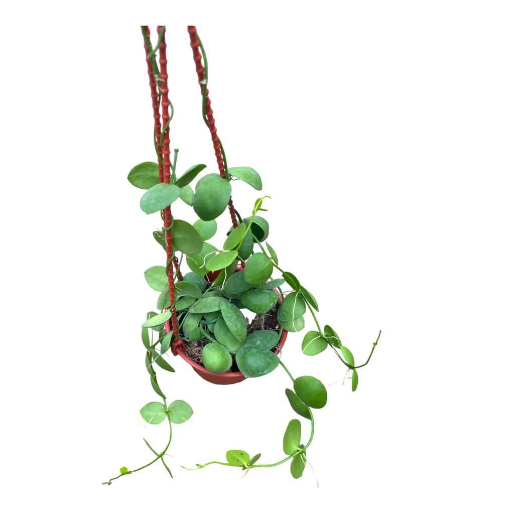 Dischidia pectinoides, Ant Plant (Hanging) (0.30m)