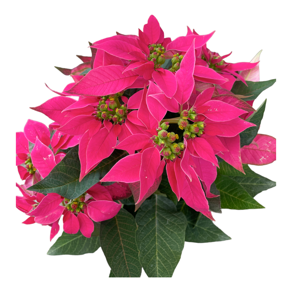 Euphorbia pulcherrima 'Hot Pink', Cameron.H Hot Pink Poinsettia (0.30m)