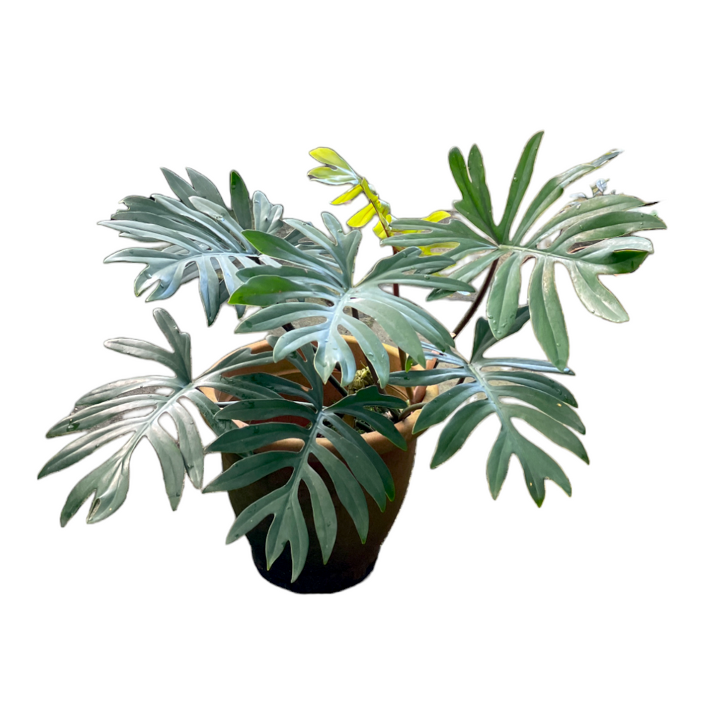 Philodendron Mayoi (0.6m)