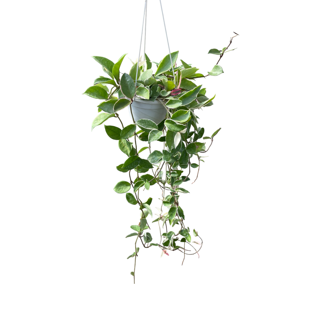 Hoya carnosa 'Tricolor' in hanging pot (0.5m)