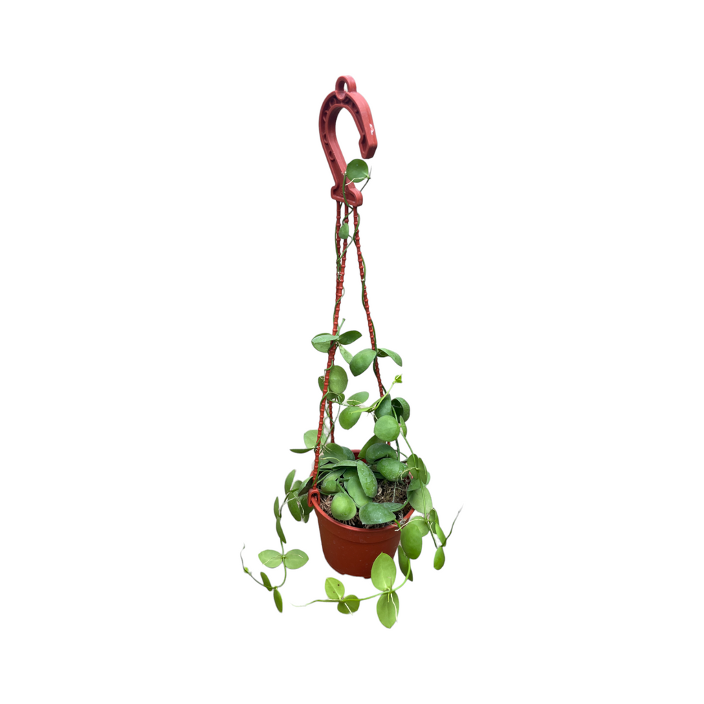 Dischidia pectinoides, Ant Plant (Hanging) (0.30m)