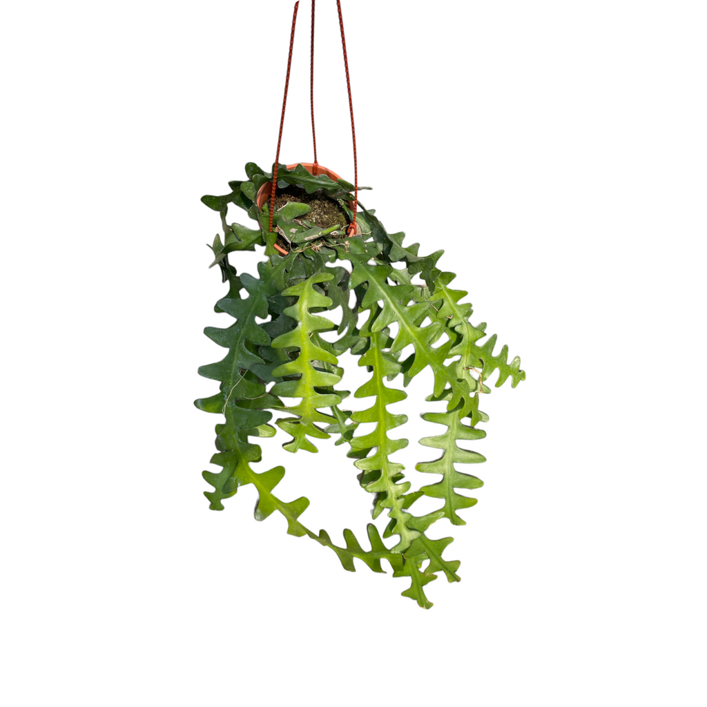 Epiphyllum anguliger, Zig Zag Cactus, Fishbone Cactus (hanging) (0.3- 0.4m)