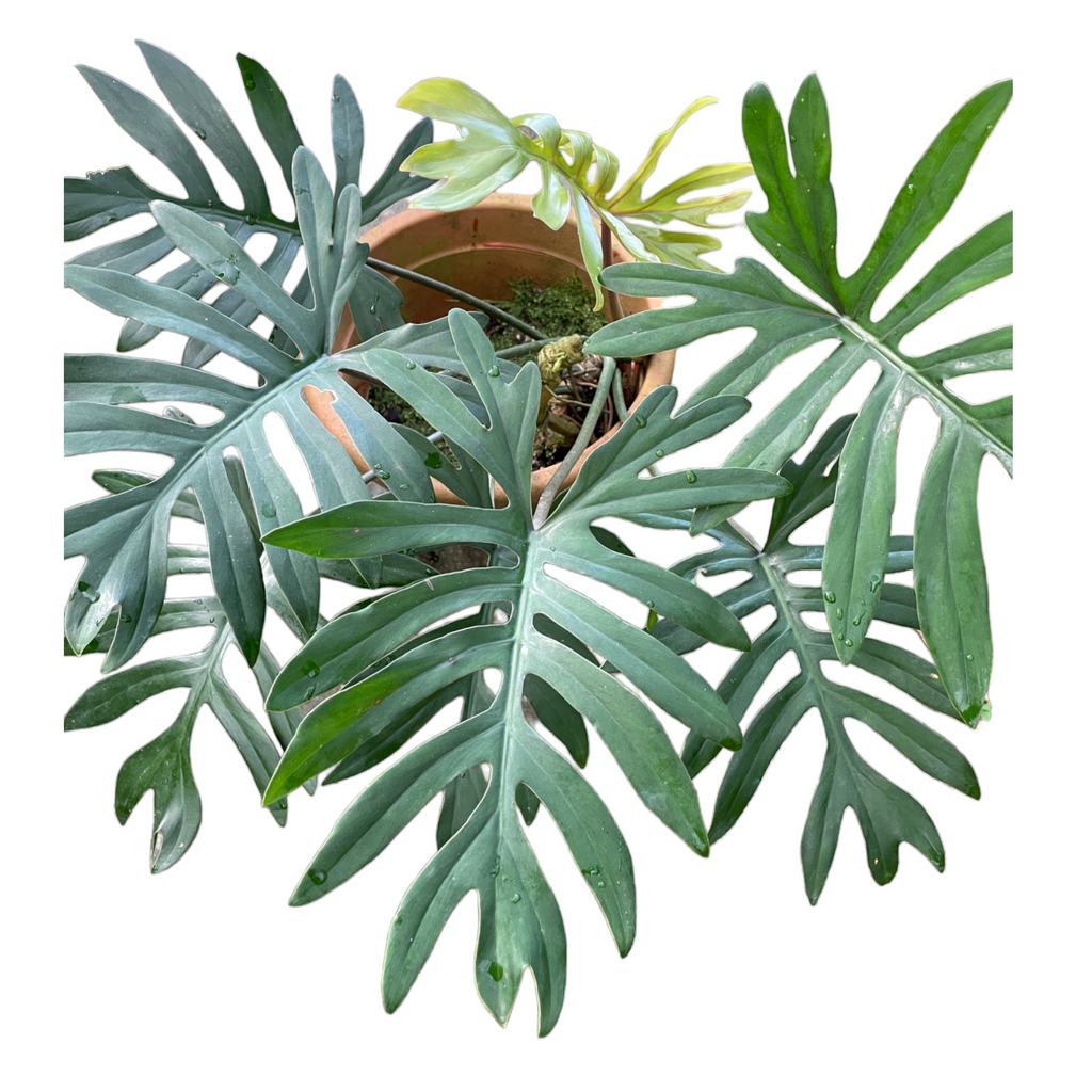 Philodendron Mayoi (0.6m)