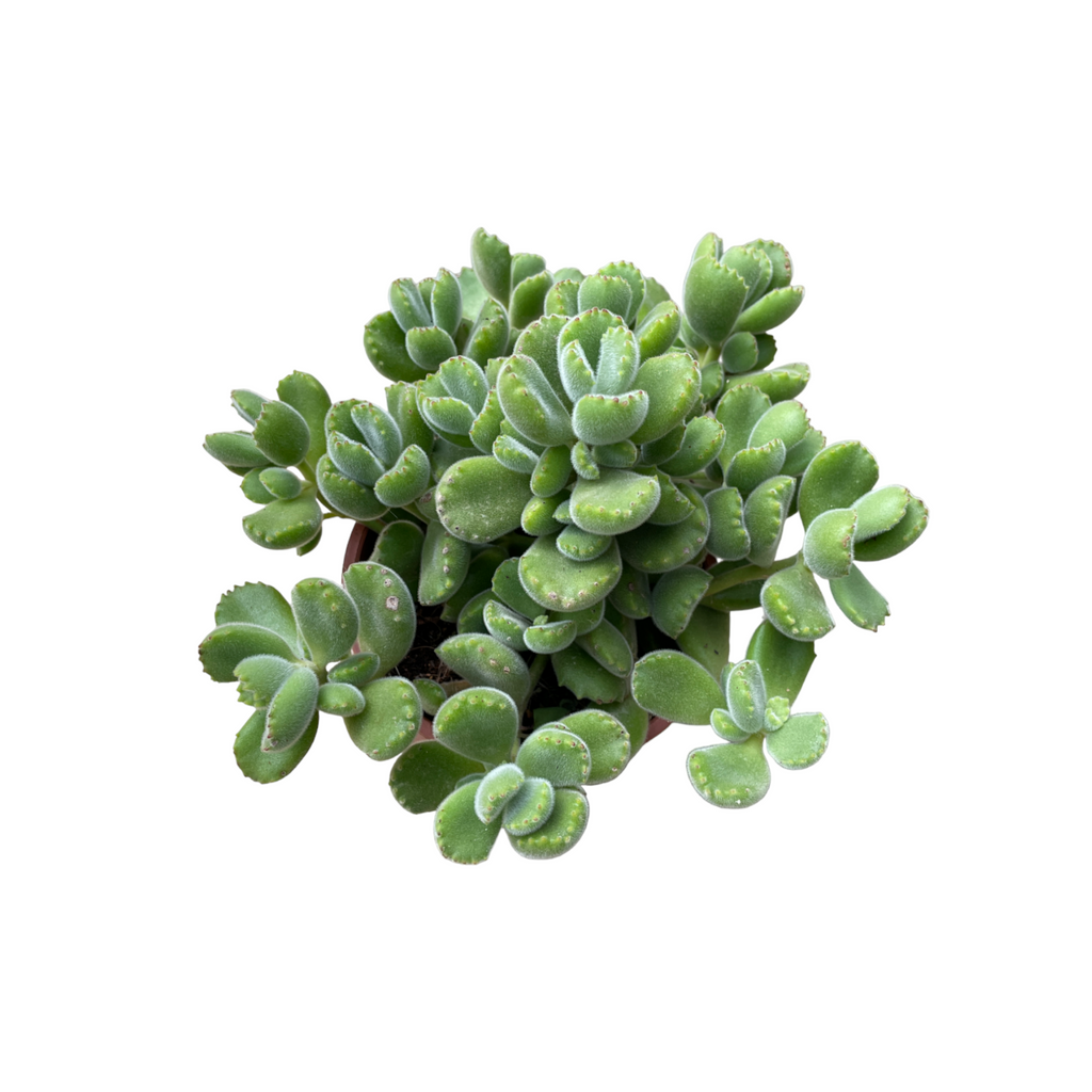 Cotyledon Tomentosa, Bear's Paw (0.2m)