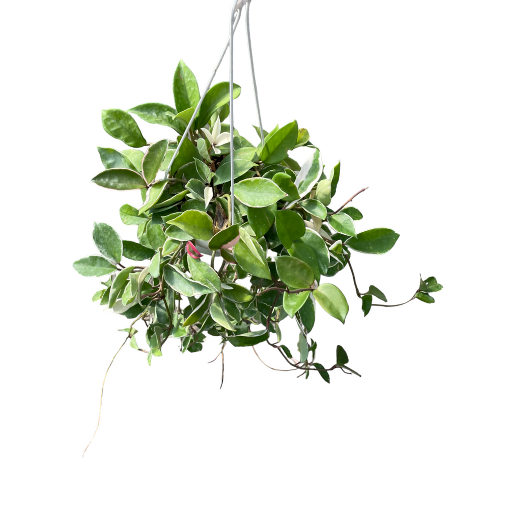 Hoya carnosa 'Tricolor' in hanging pot (0.5m)