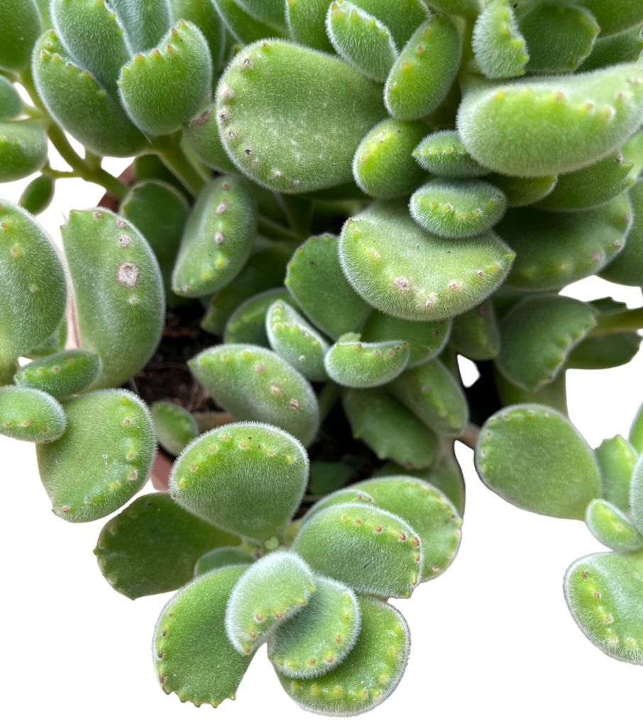 Cotyledon Tomentosa, Bear's Paw (0.2m)