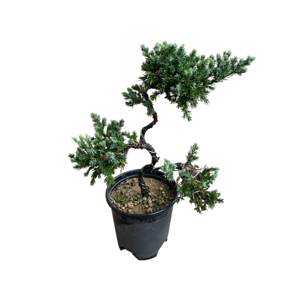 Pinus nigra 'Pyramidalis', 3 Tier Bonsai (0.4m)
