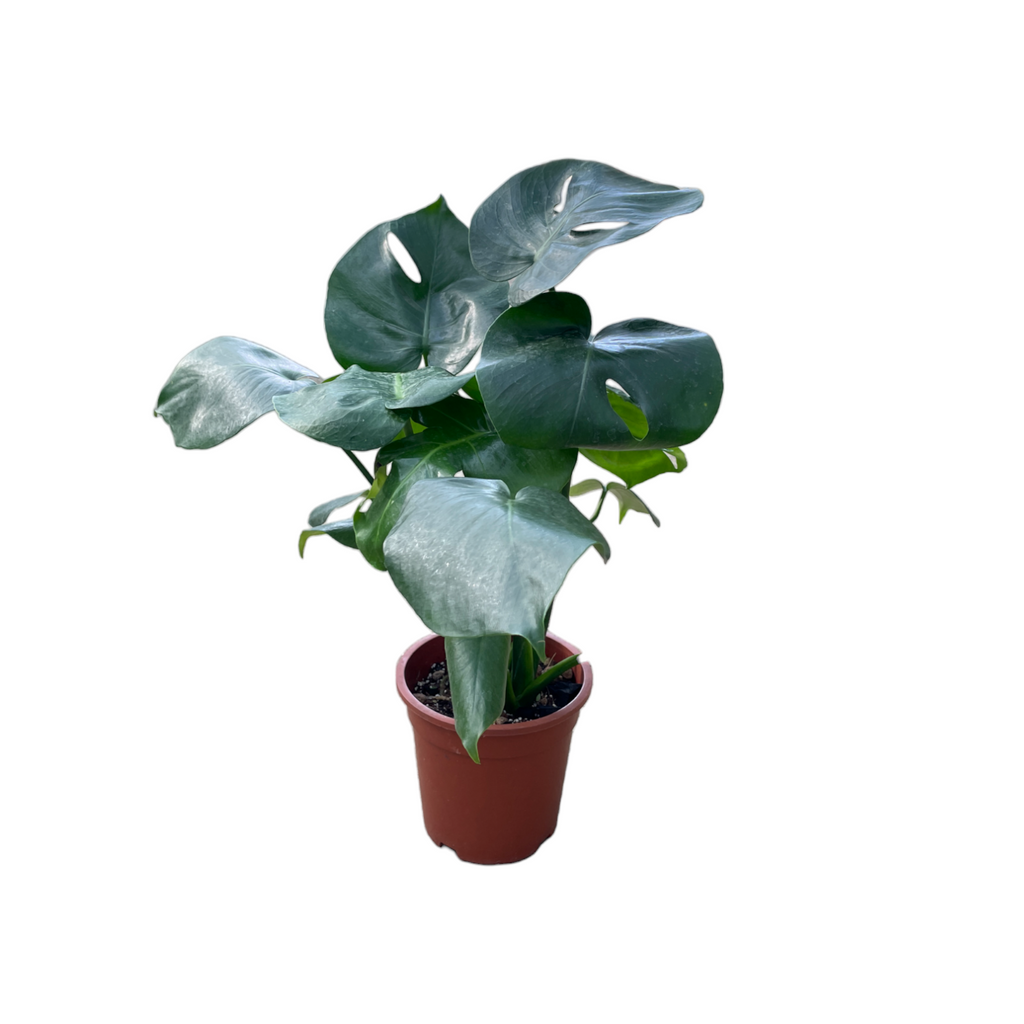 Monstera Deliciosa, Swiss-cheese Plant (0.5m)