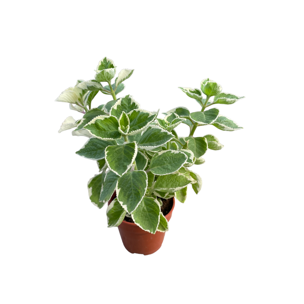 Plectranthus amboinicus 'Variegatus', Indian Borage Variegated (0.4m)