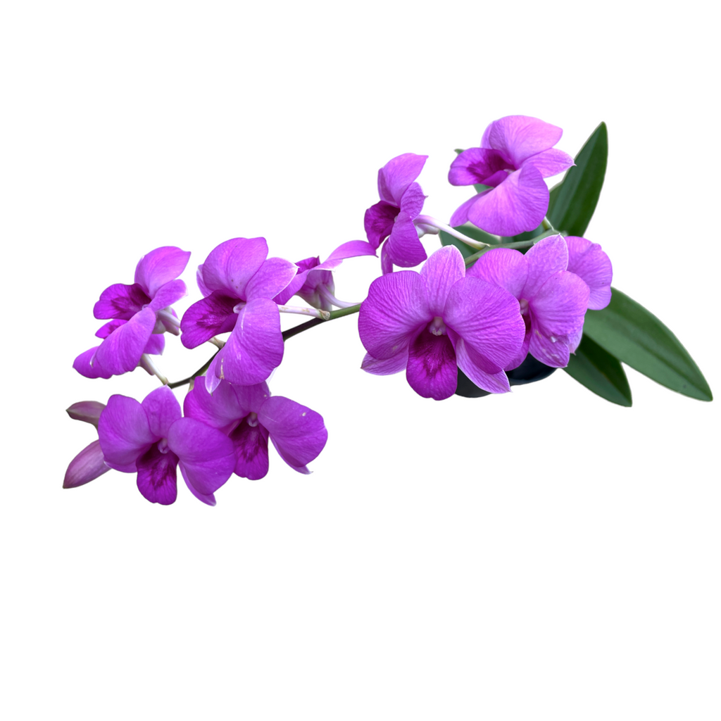 Dendrobium sp. Dwarf, Purple, Mini Orchid (0.35m)
