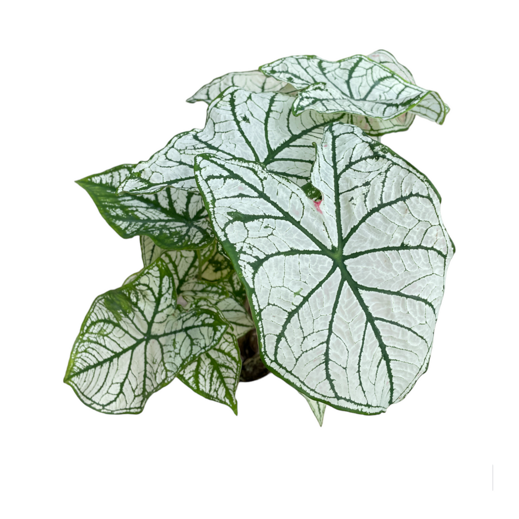 Caladium White Christmas, Angel Wings (0.5m)