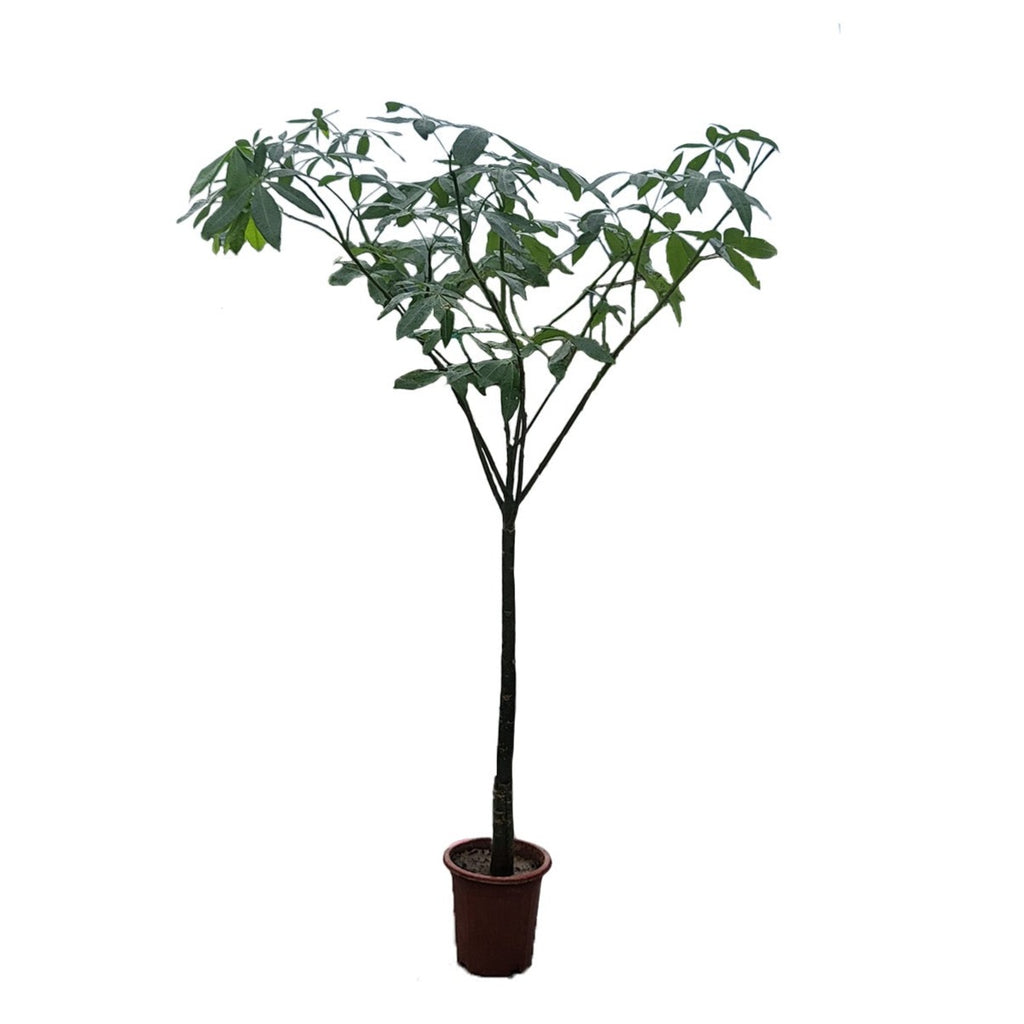 Pachira Aquatica, Money Tree Single Stem (2m)