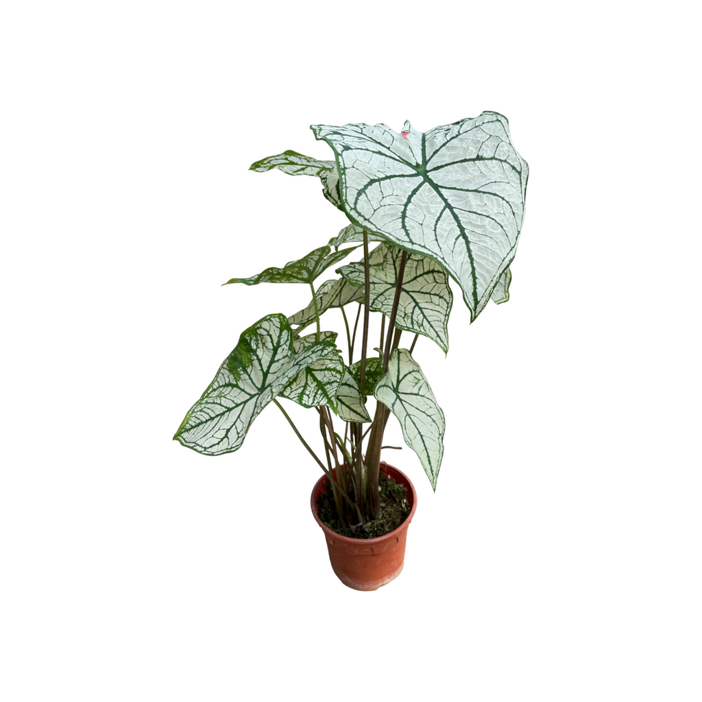Caladium White Christmas, Angel Wings (0.5m)