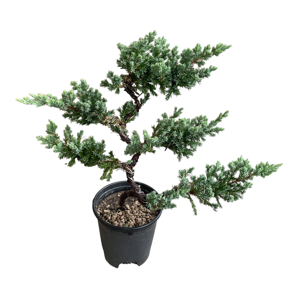 Pinus nigra 'Pyramidalis', 5 Tier Bonsai (0.45m)