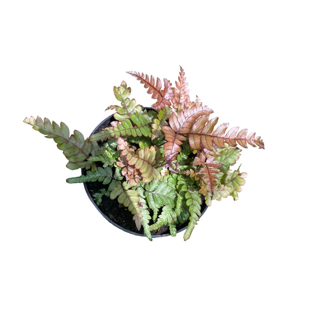 Pteris quadriaurita ‘Tricolor’, Tricolor Fern (0.12m)