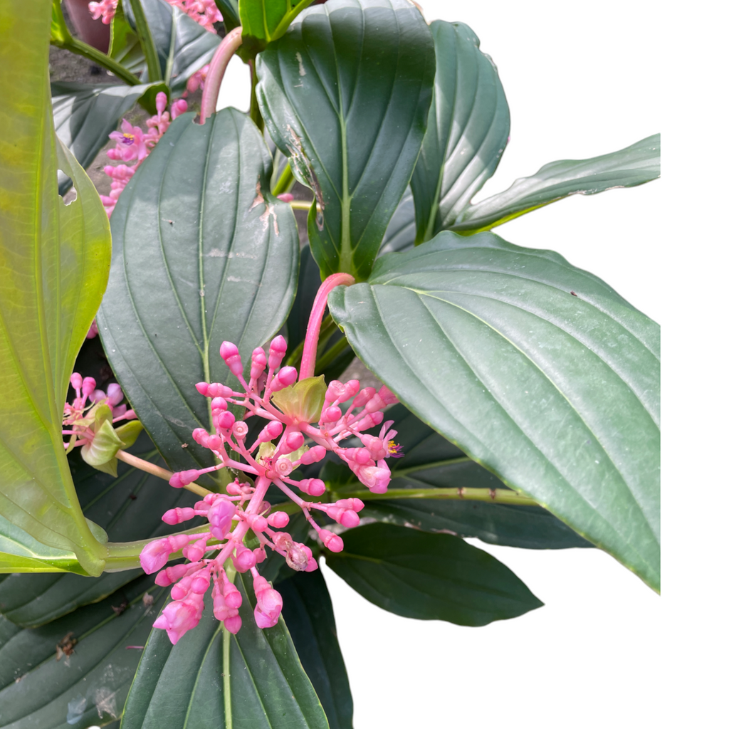 Medinilla magnifica, Rose Grape (0.7m)