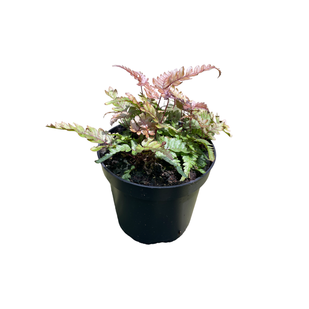 Pteris quadriaurita ‘Tricolor’, Tricolor Fern (0.12m)