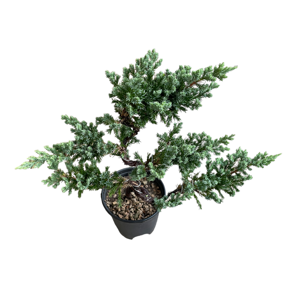 Pinus nigra 'Pyramidalis', 5 Tier Bonsai (0.45m)