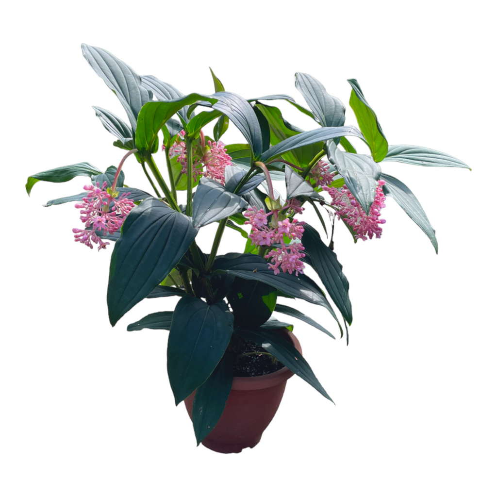 Medinilla magnifica, Rose Grape (0.7m)