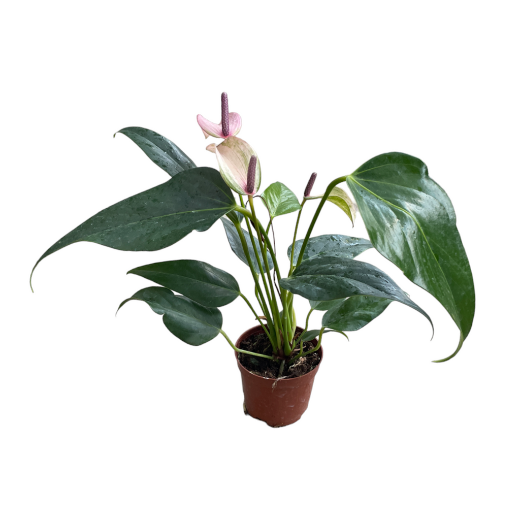 Mini Anthurium, Light Purple (0.25m)