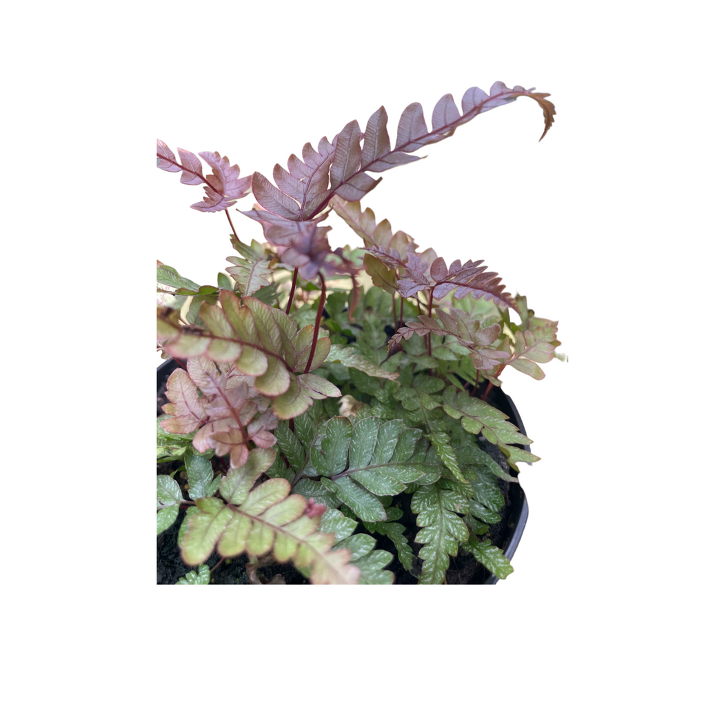 Pteris quadriaurita ‘Tricolor’, Tricolor Fern (0.12m)