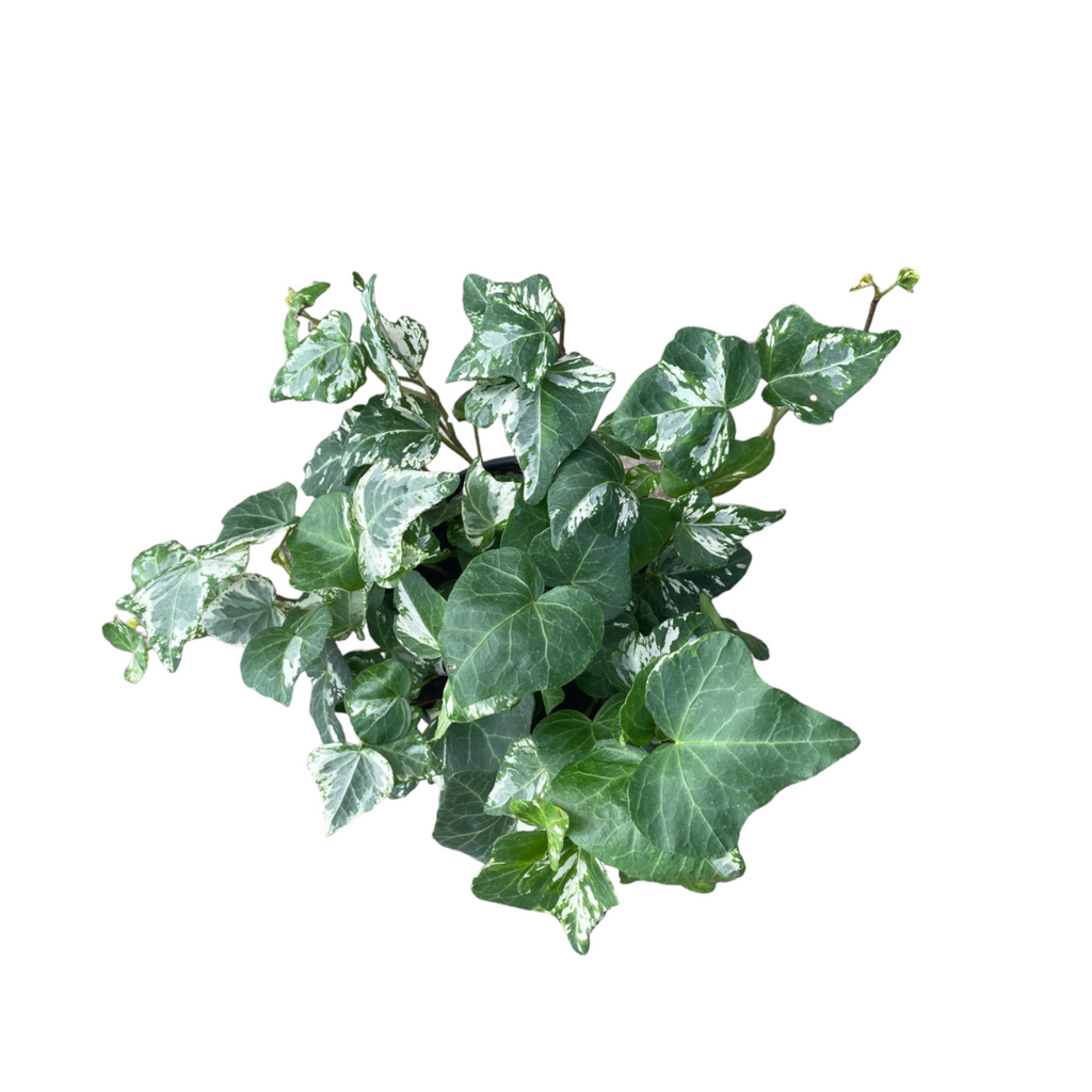 Variegated English Ivy in Ochre B. For Rock 14cm (0.20m)