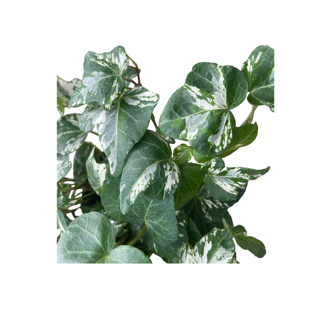 Variegated English Ivy in  Espresso Brown Coffee Collection 14cm (0.2m)