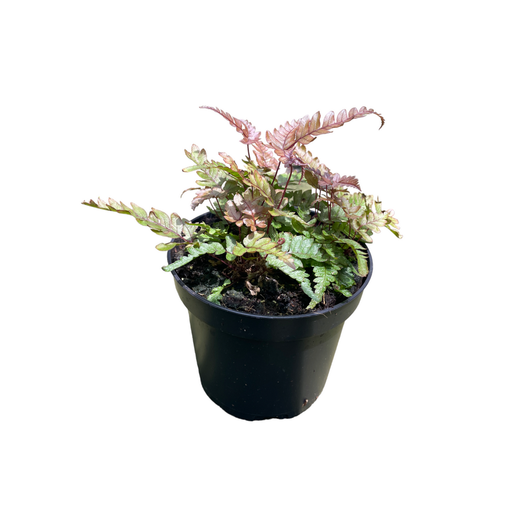 Pteris quadriaurita ‘Tricolor’, Tricolor Fern (0.12m)