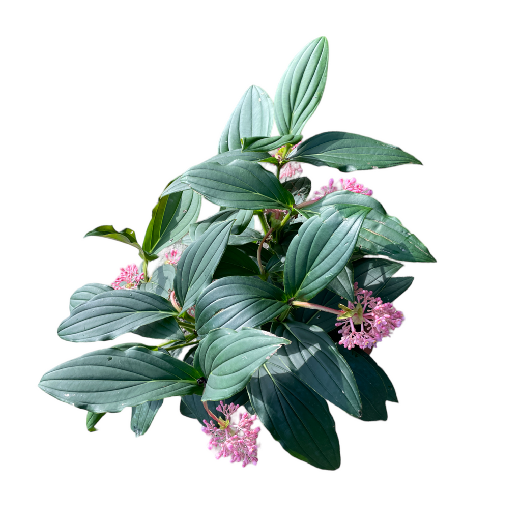 Medinilla magnifica, Rose Grape (0.7m)