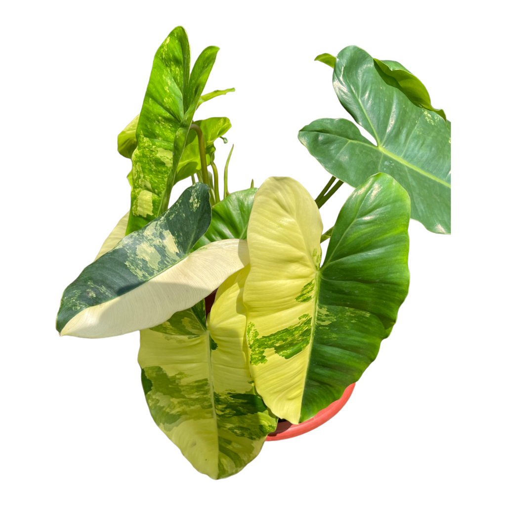 Philodendron 'Burle Marx' variegated (0.4m)