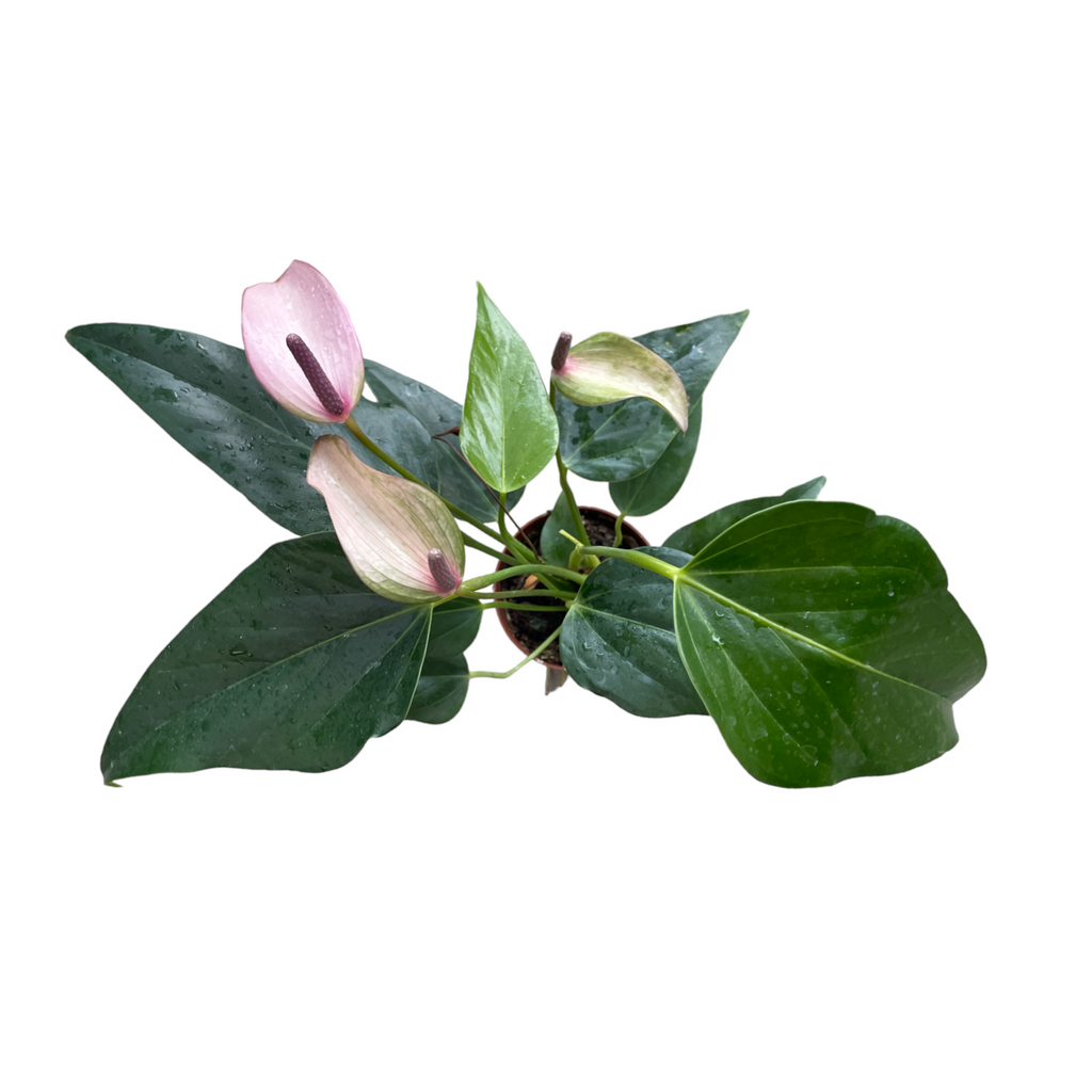 Mini Anthurium, Light Purple (0.25m)