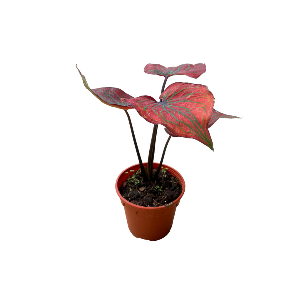 Caladium Hybrid (0.3m)