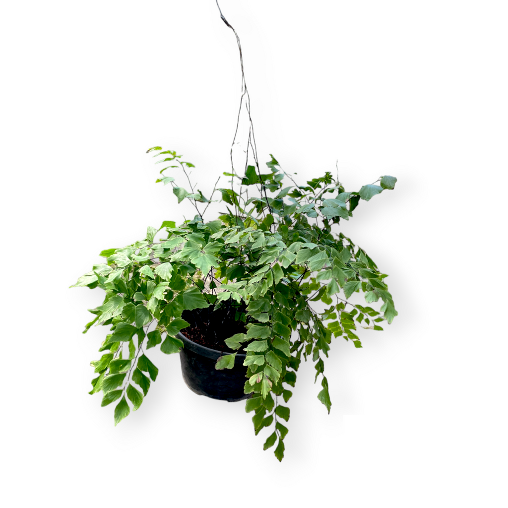 Adiantum, Maidenhair fern (hanging)(0.50m)