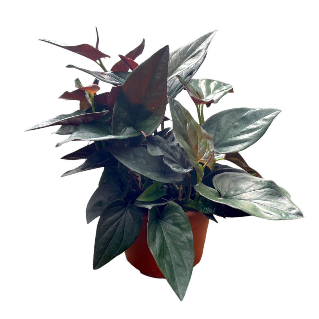 Syngonium erythrophyllum, Red Arrow Plant (0.22m)