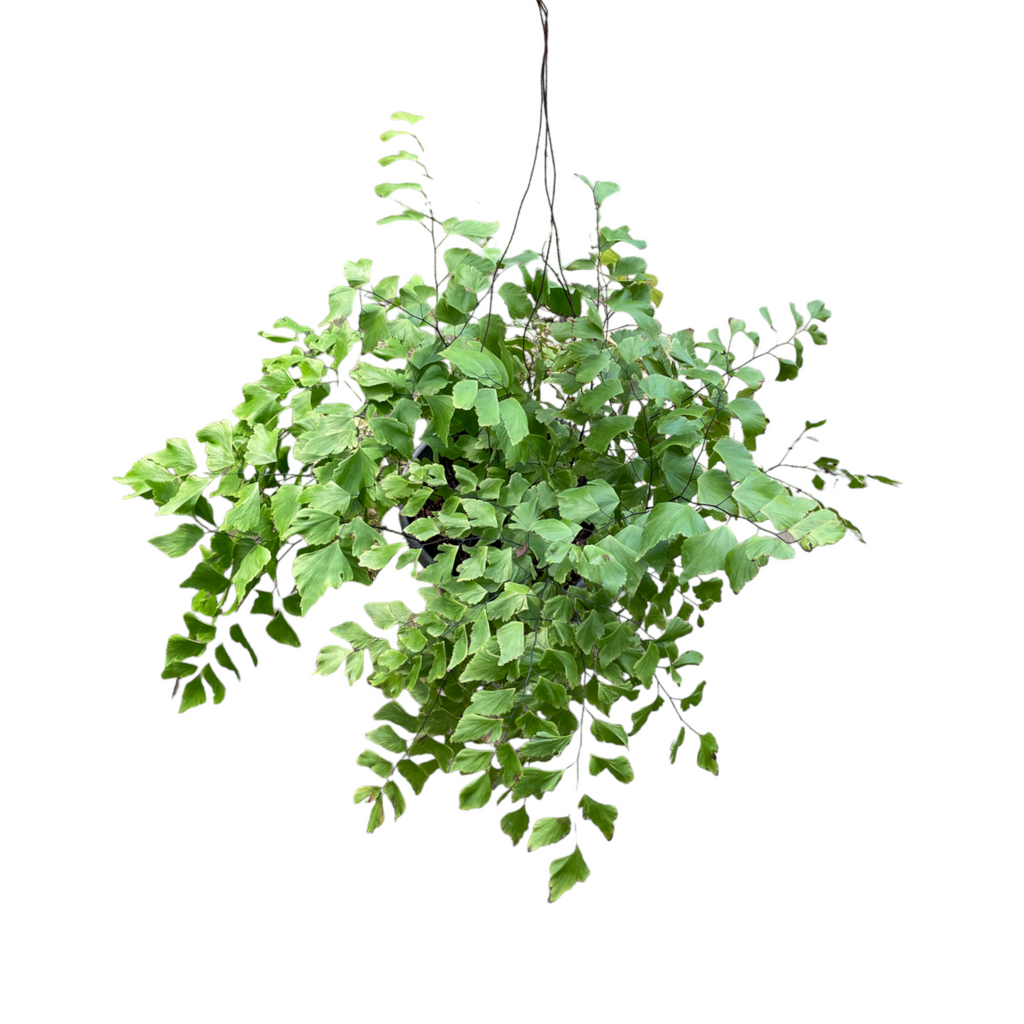 Adiantum, Maidenhair fern (hanging)(0.50m)