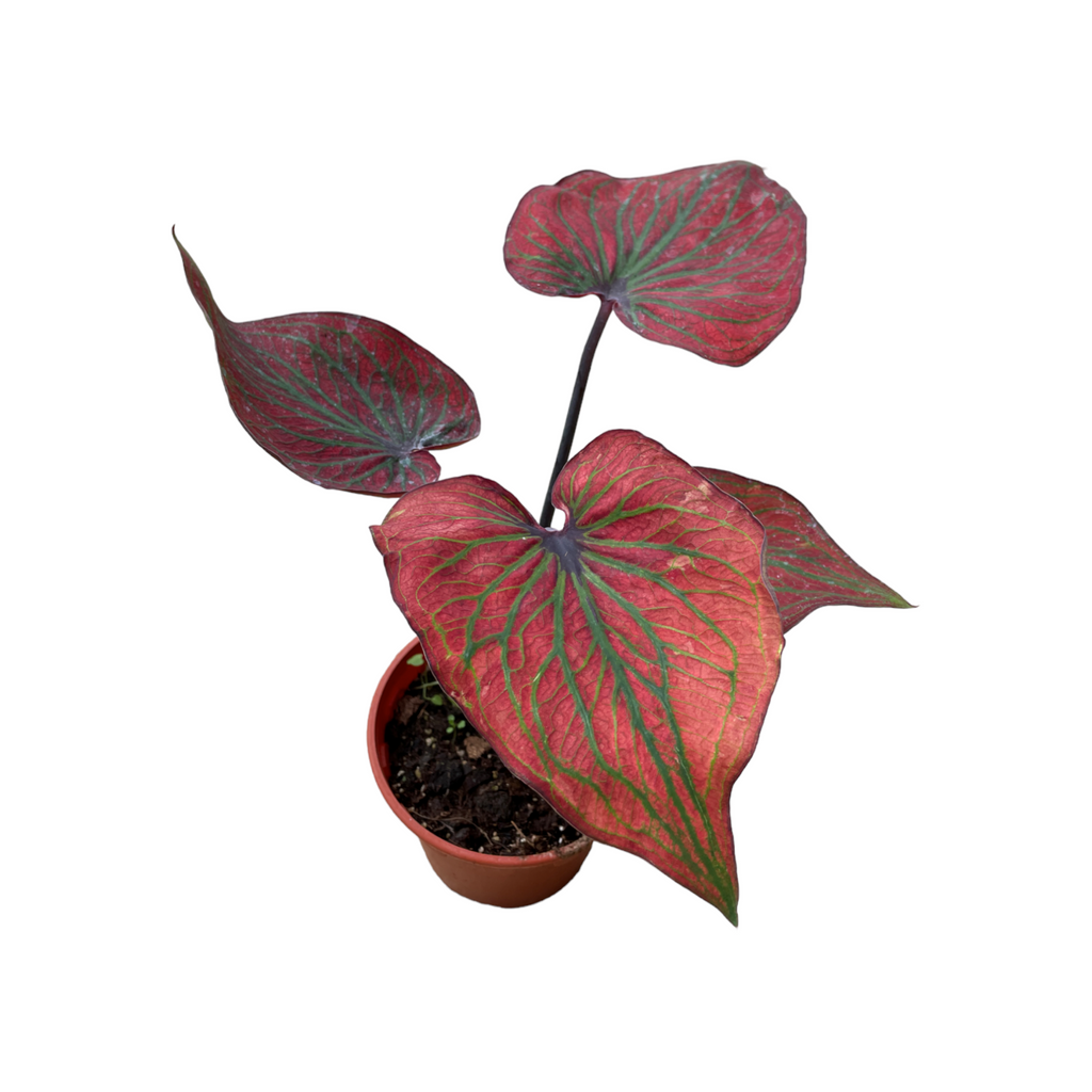 Caladium Hybrid (0.3m)