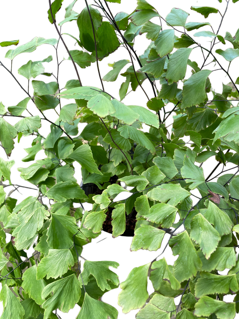 Adiantum, Maidenhair fern (hanging)(0.50m)