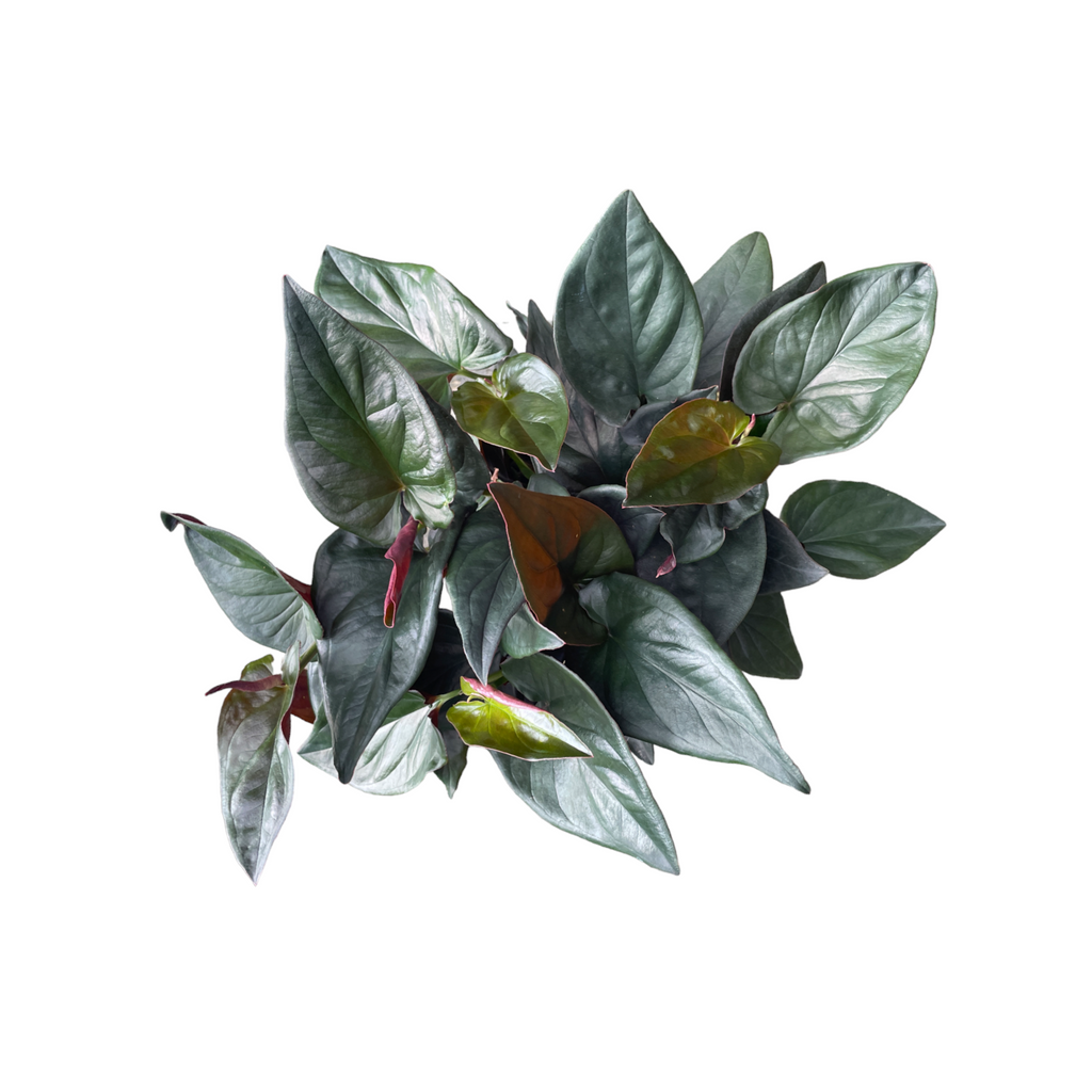 Syngonium erythrophyllum, Red Arrow Plant (0.22m)