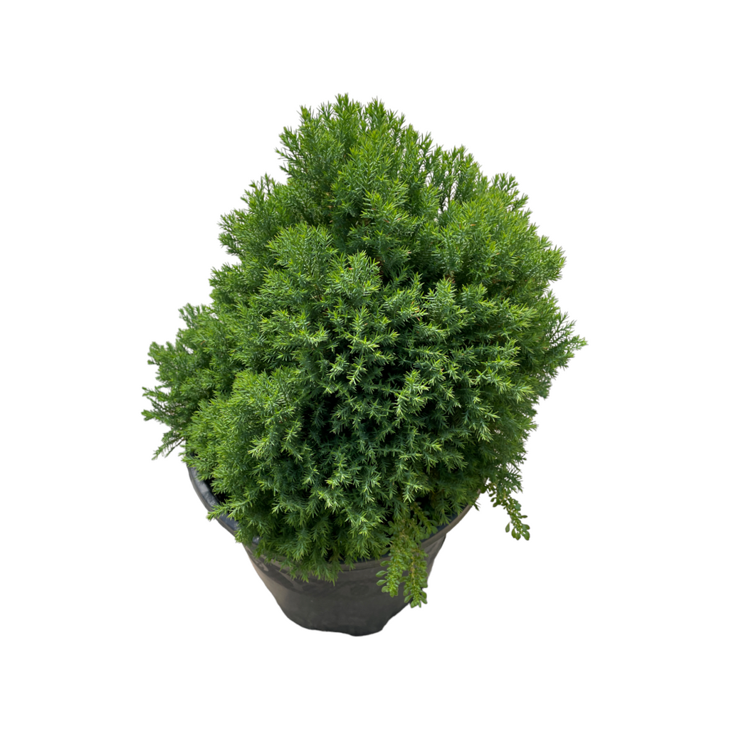 Juniperus Spp 雾水松 (0.40m)